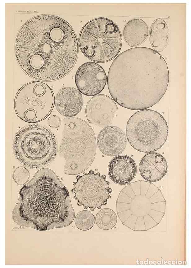 Colecionismo de Revistas e Jornais: Reproducci&oacute;n/Reproduction 49385874466: Atlas der Diatomaceen-Kunde /. Leipzig :O.R. Reisland,[1874-1