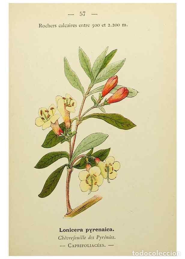 Colecionismo de Revistas e Jornais: Reproducci&oacute;n/Reproduction 49345630072: Nouvelle flore colori&eacute;e de poche des Alpes et des Pyr&eacute;n&eacute;es..