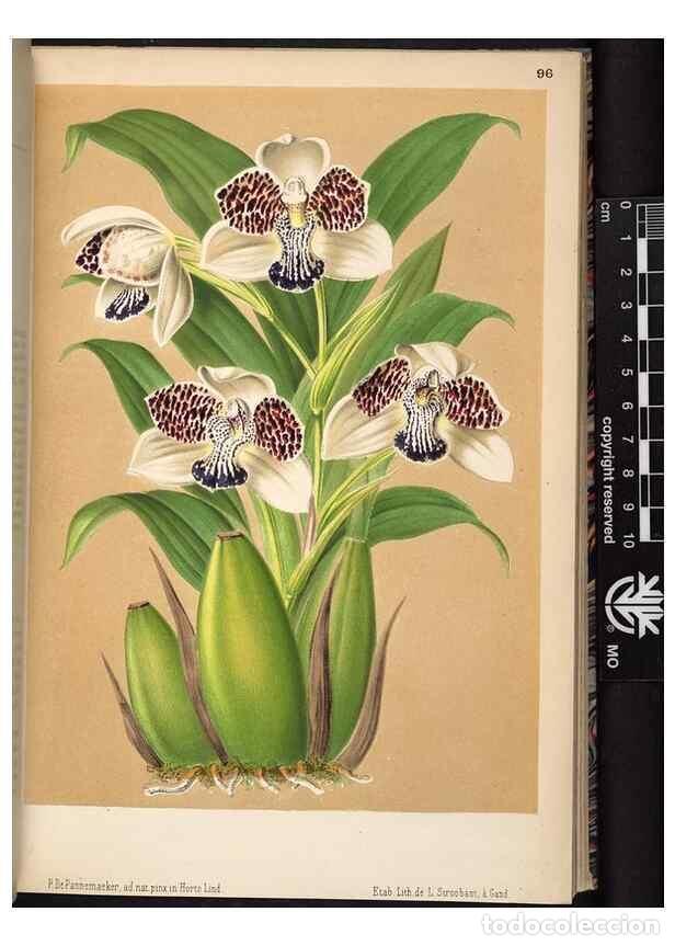 Colecionismo de Revistas e Jornais: Reproducci&oacute;n/Reproduction 49690293633: L'Illustration horticole :. Gand, Belgium :Imprimerie et lith