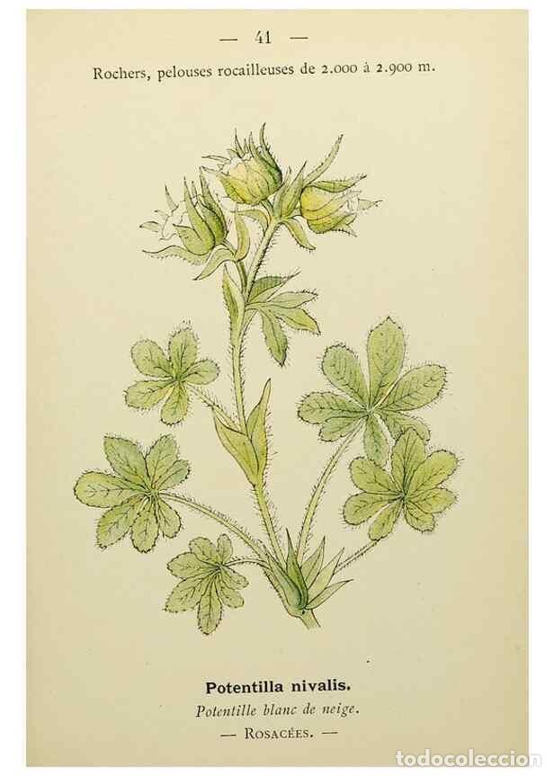 Colecionismo de Revistas e Jornais: Reproducci&oacute;n/Reproduction 49345616422: Nouvelle flore colori&eacute;e de poche des Alpes et des Pyr&eacute;n&eacute;es..