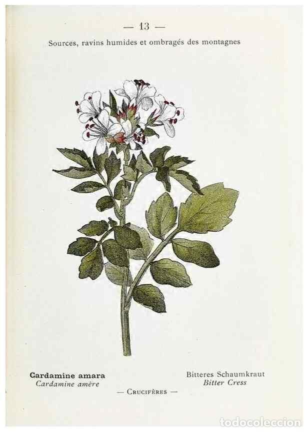 Colecionismo de Revistas e Jornais: Reproducci&oacute;n/Reproduction 49345498596: Nouvelle flore colori&eacute;e de poche des Alpes et des Pyr&eacute;n&eacute;es..