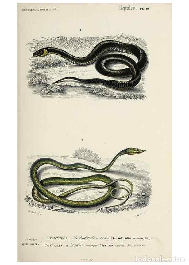 Colecionismo de Revistas e Jornais: Reproducci&oacute;n/Reproduction 49723697143: Dictionnaire universel d'histoire naturelle :. Paris :Chez le