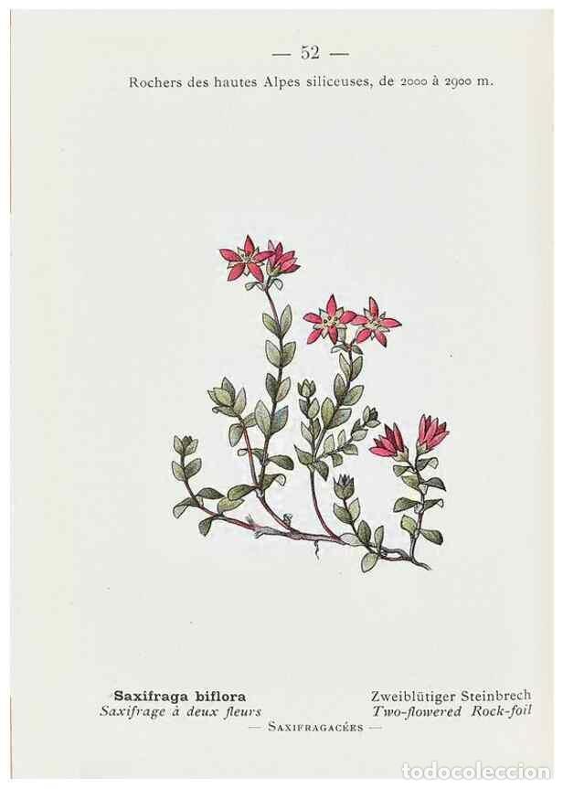 Colecionismo de Revistas e Jornais: Reproducci&oacute;n/Reproduction 49345740927: Nouvelle flore colori&eacute;e de poche des Alpes et des Pyr&eacute;n&eacute;es..