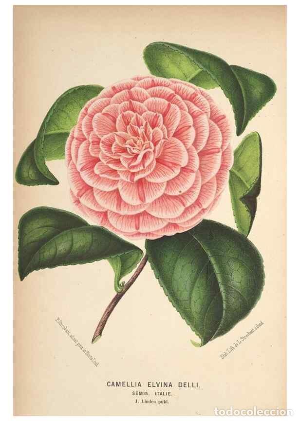 Colecionismo de Revistas e Jornais: Reproducci&oacute;n/Reproduction 49690956917: L'Illustration horticole :. Gand, Belgium :Imprimerie et lith