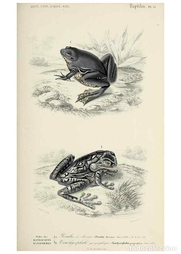 Colecionismo de Revistas e Jornais: Reproducci&oacute;n/Reproduction 49724233576: Dictionnaire universel d'histoire naturelle :. Paris :Chez le