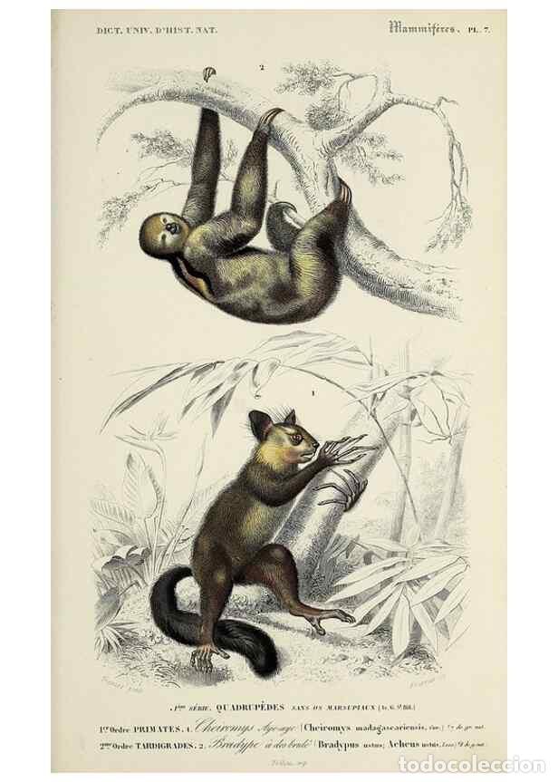 Colecionismo de Revistas e Jornais: Reproducci&oacute;n/Reproduction 49723503038: Dictionnaire universel d'histoire naturelle :. Paris :Chez le