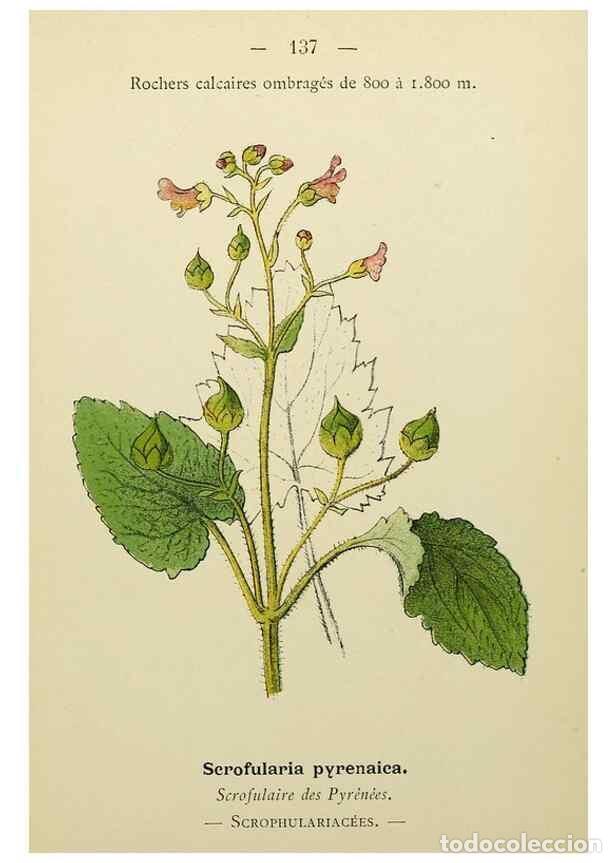 Colecionismo de Revistas e Jornais: Reproducci&oacute;n/Reproduction 49345556062: Nouvelle flore colori&eacute;e de poche des Alpes et des Pyr&eacute;n&eacute;es..