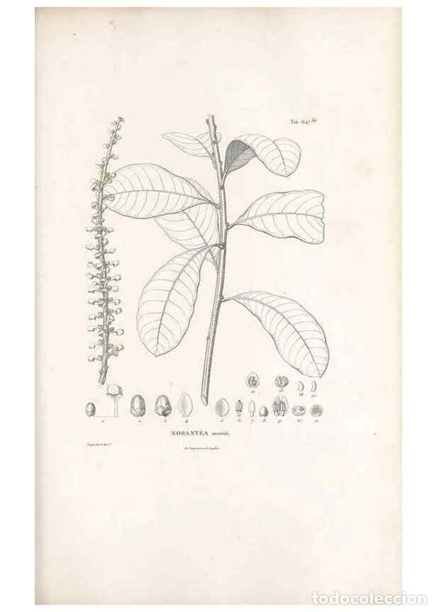 Sammeln von Zeitschriften und Zeitungen: Reproducci&oacute;n/Reproduction 49521850326: Nova genera et species plantarum :. Antverpiae :Ex officina C