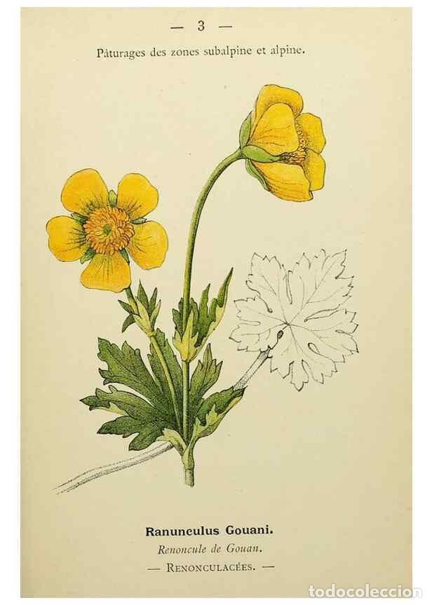 Sammeln von Zeitschriften und Zeitungen: Reproducci&oacute;n/Reproduction 49345387981: Nouvelle flore colori&eacute;e de poche des Alpes et des Pyr&eacute;n&eacute;es..