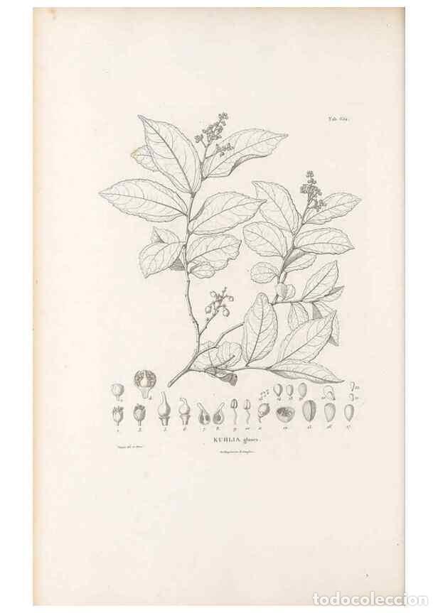 Sammeln von Zeitschriften und Zeitungen: Reproducci&oacute;n/Reproduction 49521852051: Nova genera et species plantarum :. Antverpiae :Ex officina C