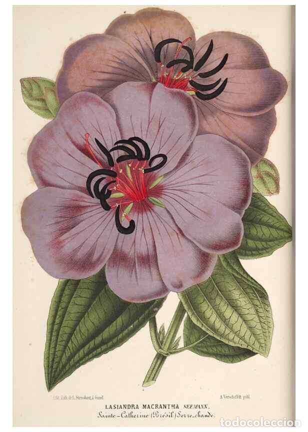 Sammeln von Zeitschriften und Zeitungen: Reproducci&oacute;n/Reproduction 49689999423: L'Illustration horticole :. Gand, Belgium :Imprimerie et lith