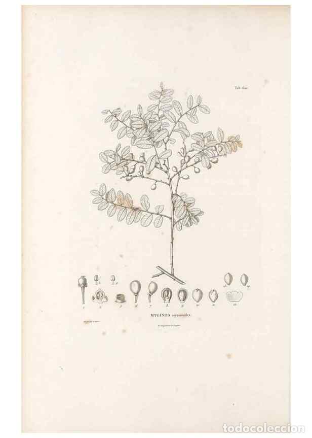 Sammeln von Zeitschriften und Zeitungen: Reproducci&oacute;n/Reproduction 49522052662: Nova genera et species plantarum :. Antverpiae :Ex officina C