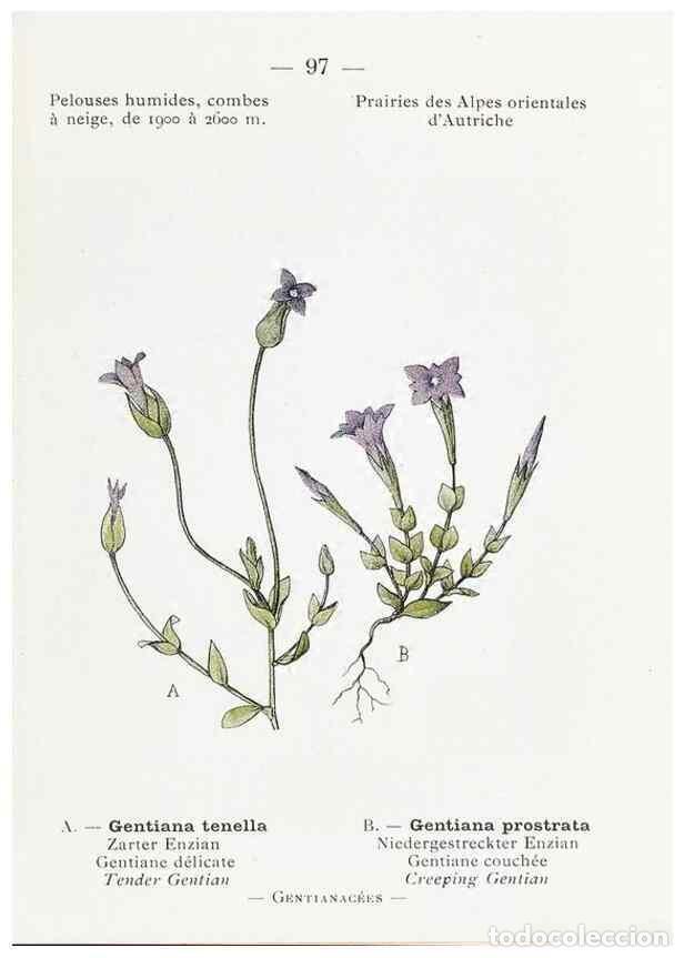 Sammeln von Zeitschriften und Zeitungen: Reproducci&oacute;n/Reproduction 49345757647: Nouvelle flore colori&eacute;e de poche des Alpes et des Pyr&eacute;n&eacute;es..