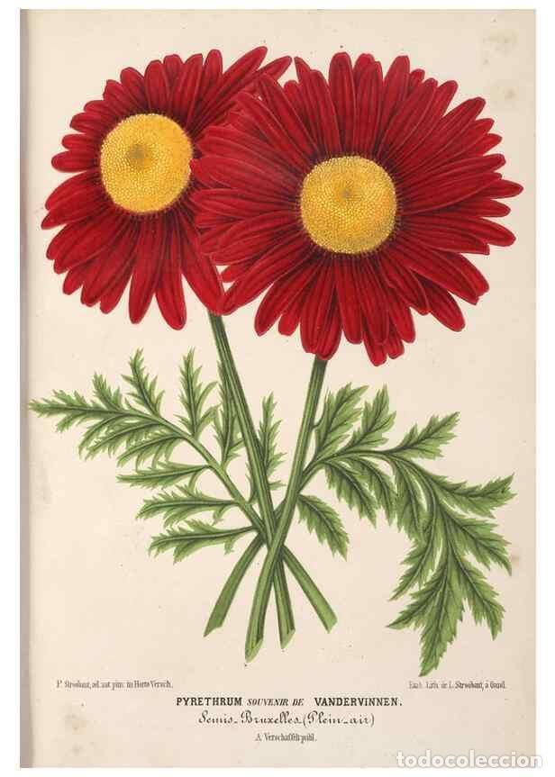 Sammeln von Zeitschriften und Zeitungen: Reproducci&oacute;n/Reproduction 49690531026: L'Illustration horticole :. Gand, Belgium :Imprimerie et lith