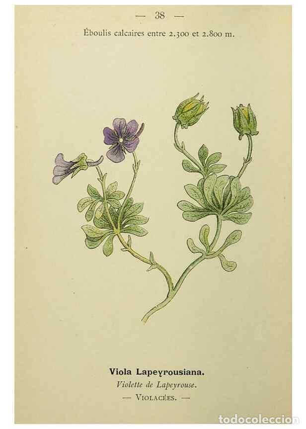 Sammeln von Zeitschriften und Zeitungen: Reproducci&oacute;n/Reproduction 49344941328: Nouvelle flore colori&eacute;e de poche des Alpes et des Pyr&eacute;n&eacute;es..