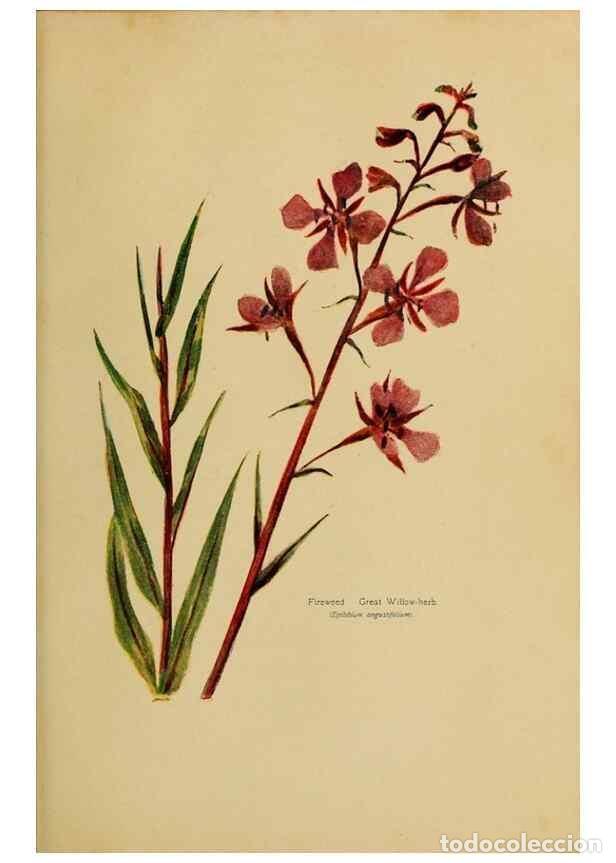 Collectionnisme de Revues et Journaux: Reproducci&oacute;n/Reproduction 49303715643: Harper's guide to wild flowers,. New York,Harper,1912.. - Cre