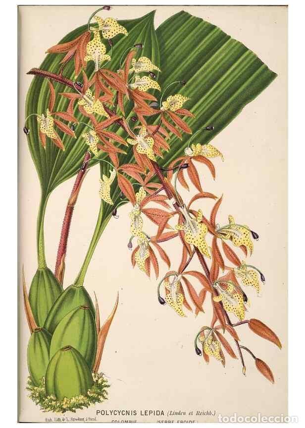 Collectionnisme de Revues et Journaux: Reproducci&oacute;n/Reproduction 49690061693: L'Illustration horticole :. Gand, Belgium :Imprimerie et lith