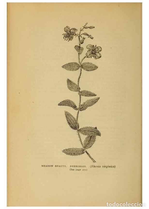 Collectionnisme de Revues et Journaux: Reproducci&oacute;n/Reproduction 49303715398: Harper's guide to wild flowers,. New York,Harper,1912.. - Cre