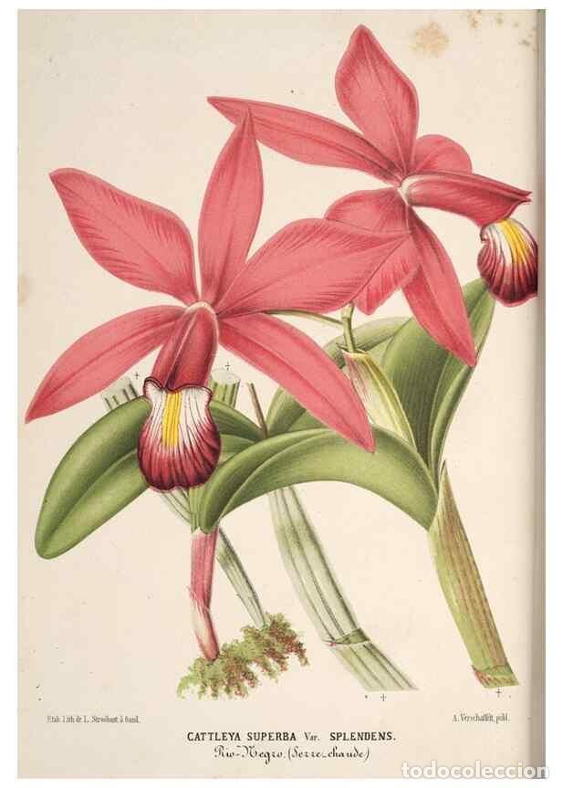 Collectionnisme de Revues et Journaux: Reproducci&oacute;n/Reproduction 49690846217: L'Illustration horticole :. Gand, Belgium :Imprimerie et lith