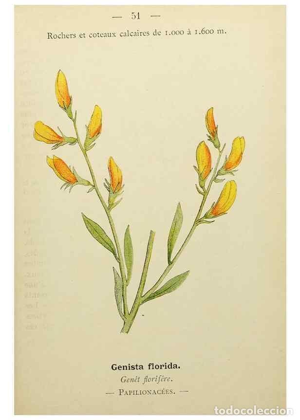 Collectionnisme de Revues et Journaux: Reproducci&oacute;n/Reproduction 49345627657: Nouvelle flore colori&eacute;e de poche des Alpes et des Pyr&eacute;n&eacute;es..