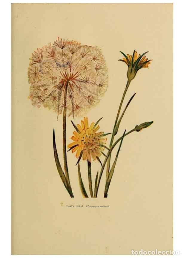 Collectionnisme de Revues et Journaux: Reproducci&oacute;n/Reproduction 49304410227: Harper's guide to wild flowers,. New York,Harper,1912.. - Cre