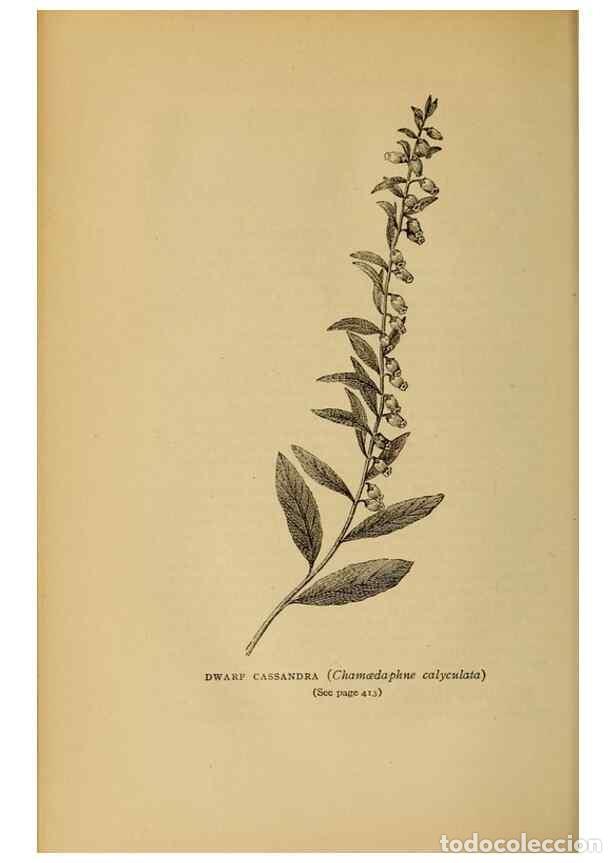 Sammeln von Zeitschriften und Zeitungen: Reproducci&oacute;n/Reproduction 49304432842: Harper's guide to wild flowers,. New York,Harper,1912.. - Cre