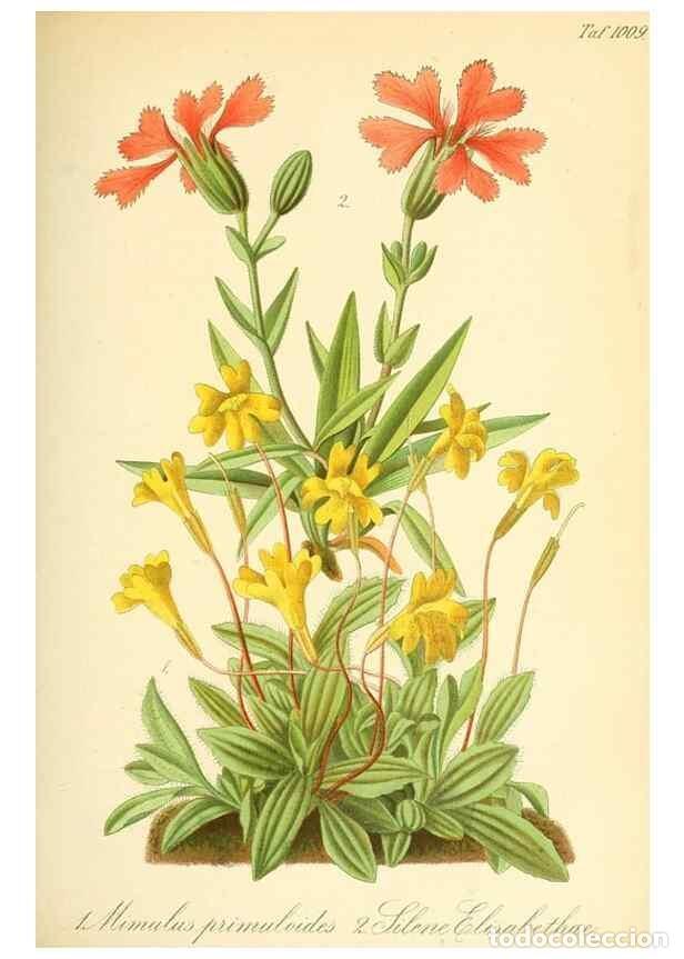 Sammeln von Zeitschriften und Zeitungen: Reproducci&oacute;n/Reproduction 49716766921: Gartenflora.. Erlangen :F. Enke,1852-1940.. - Deutsche Garten