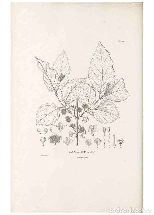 Sammeln von Zeitschriften und Zeitungen: Reproducci&oacute;n/Reproduction 49521986407: Nova genera et species plantarum :. Antverpiae :Ex officina C