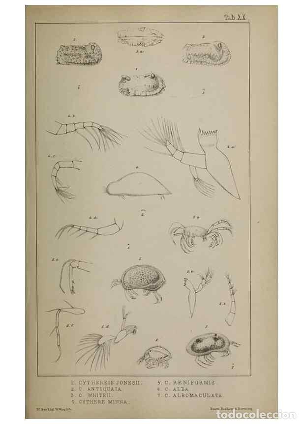 Sammeln von Zeitschriften und Zeitungen: Reproducci&oacute;n/Reproduction 49691309456: The natural history of the British Entomostraca.. London,The