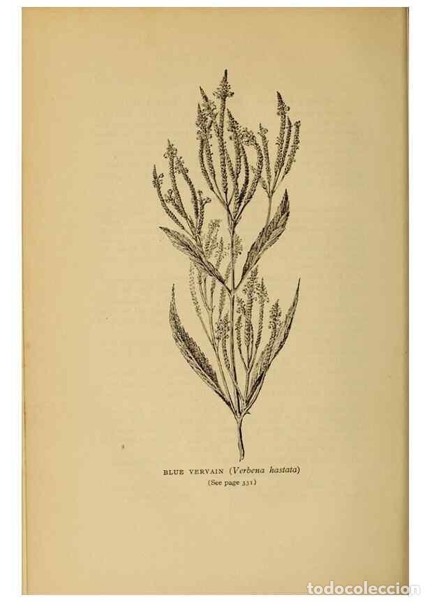 Sammeln von Zeitschriften und Zeitungen: Reproducci&oacute;n/Reproduction 49304219306: Harper's guide to wild flowers,. New York,Harper,1912.. - Cre