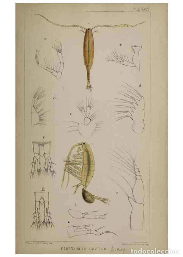 Sammeln von Zeitschriften und Zeitungen: Reproducci&oacute;n/Reproduction 49691310966: The natural history of the British Entomostraca.. London,The