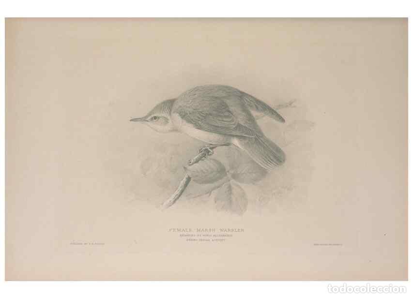 Sammeln von Zeitschriften und Zeitungen: Reproducci&oacute;n/Reproduction 49716269073: The British warblers :. London :R.H. Porter ...,1907-1914.. -