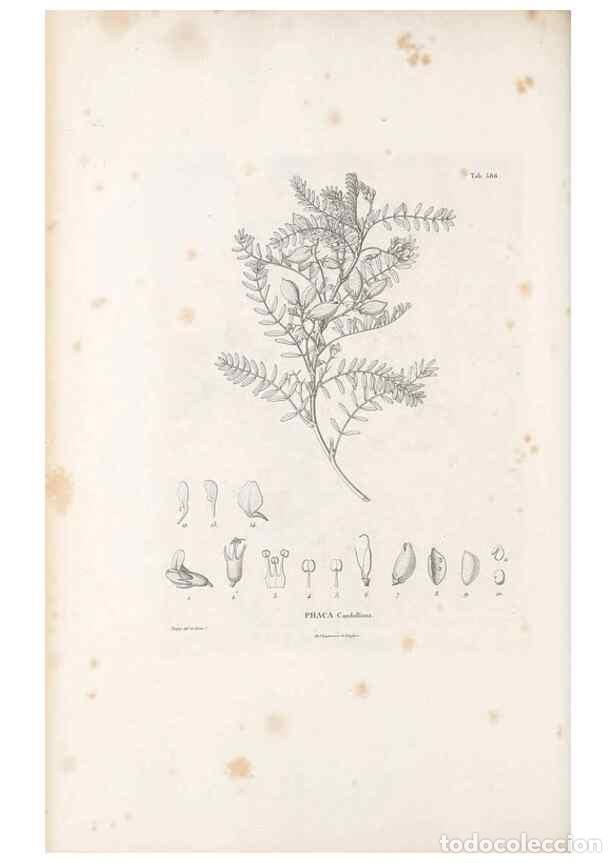 Sammeln von Zeitschriften und Zeitungen: Reproducci&oacute;n/Reproduction 49521788876: Nova genera et species plantarum :. Antverpiae :Ex officina C