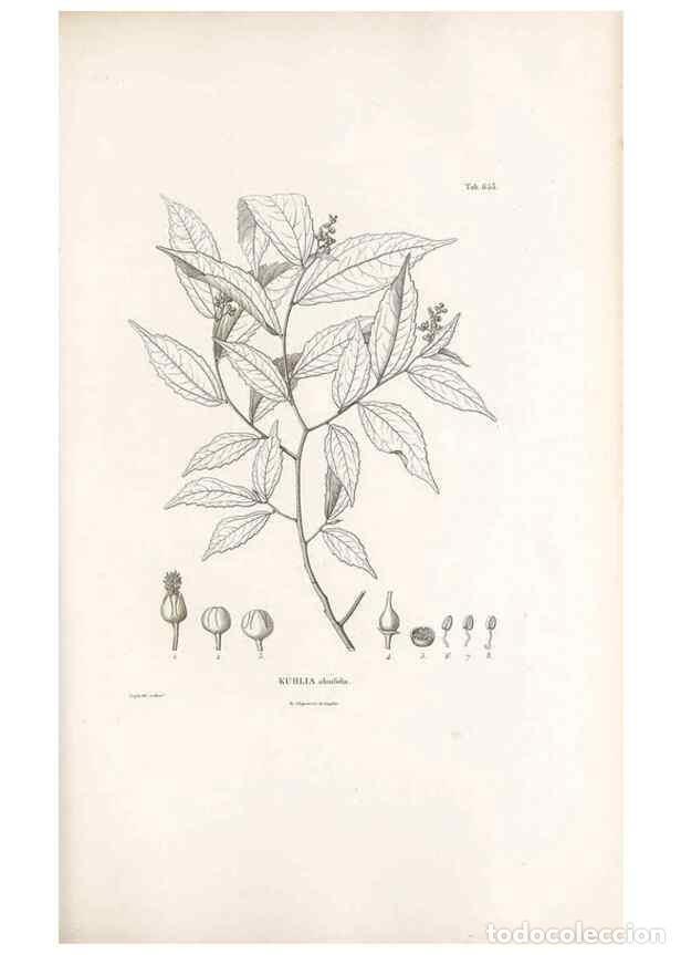 Sammeln von Zeitschriften und Zeitungen: Reproducci&oacute;n/Reproduction 49521852406: Nova genera et species plantarum :. Antverpiae :Ex officina C