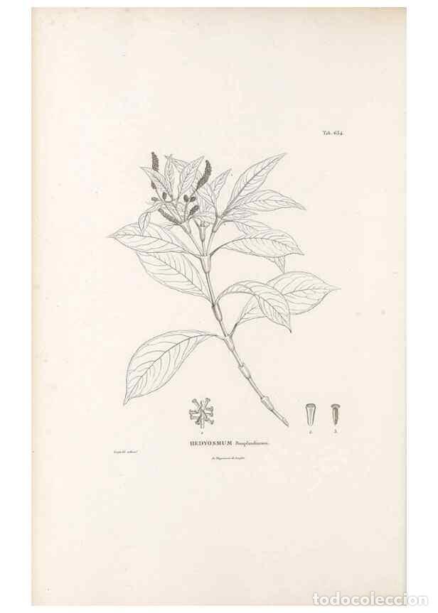 Sammeln von Zeitschriften und Zeitungen: Reproducci&oacute;n/Reproduction 49521845521: Nova genera et species plantarum :. Antverpiae :Ex officina C