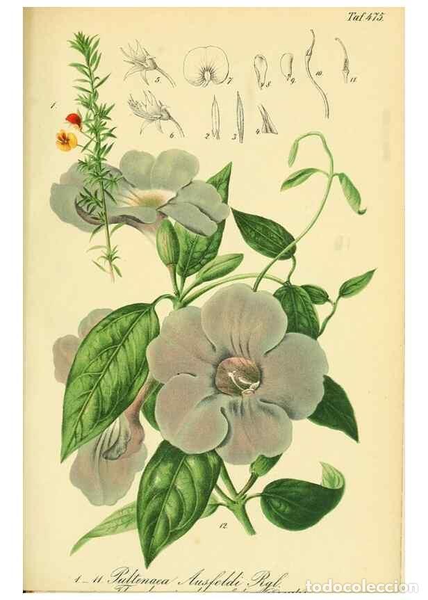 Sammeln von Zeitschriften und Zeitungen: Reproducci&oacute;n/Reproduction 49691168783: Gartenflora.. Erlangen :F. Enke,1852-1940.. - Deutsche Garten