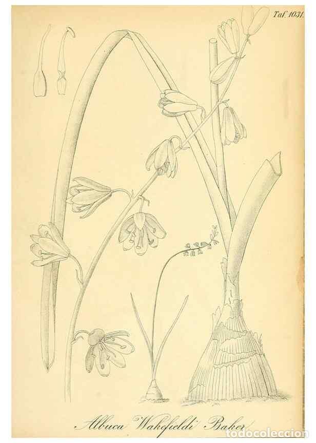 Sammeln von Zeitschriften und Zeitungen: Reproducci&oacute;n/Reproduction 49716774286: Gartenflora.. Erlangen :F. Enke,1852-1940.. - Deutsche Garten