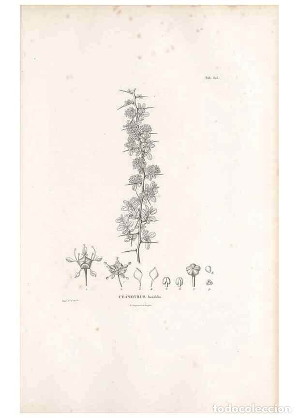 Sammeln von Zeitschriften und Zeitungen: Reproducci&oacute;n/Reproduction 49521319133: Nova genera et species plantarum :. Antverpiae :Ex officina C