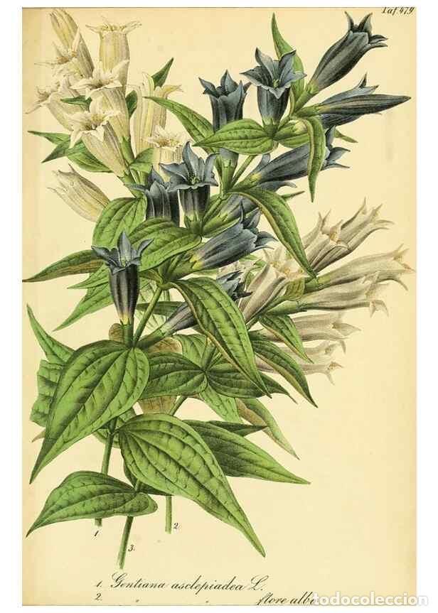 Sammeln von Zeitschriften und Zeitungen: Reproducci&oacute;n/Reproduction 49691169623: Gartenflora.. Erlangen :F. Enke,1852-1940.. - Deutsche Garten