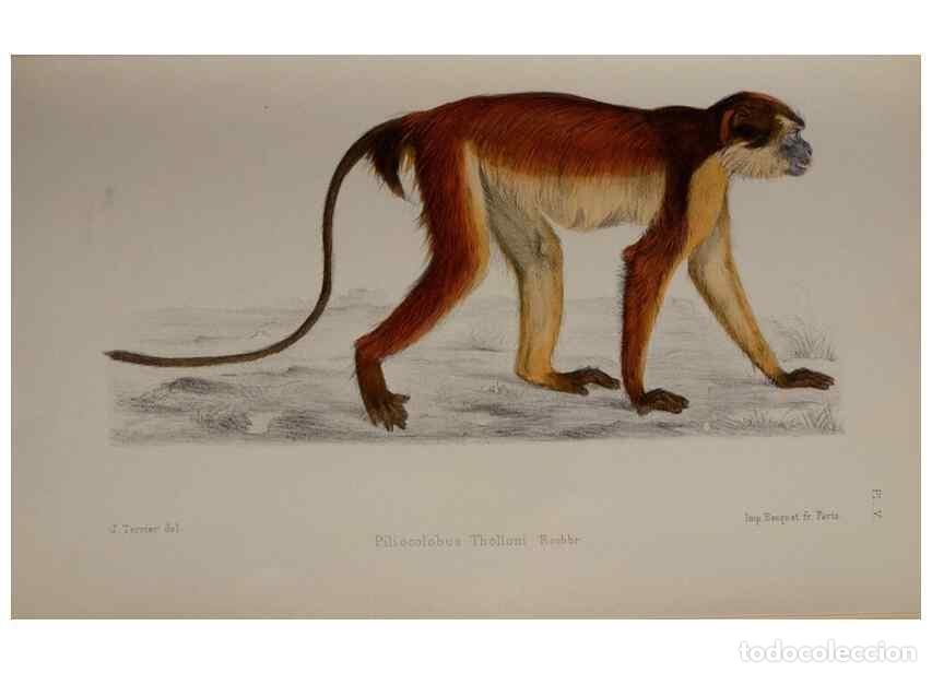 Sammeln von Zeitschriften und Zeitungen: Reproducci&oacute;n/Reproduction 49525612782: Faune de la S&eacute;n&eacute;gambie. Paris :O. Doin,1883-1887.. - Rochebru