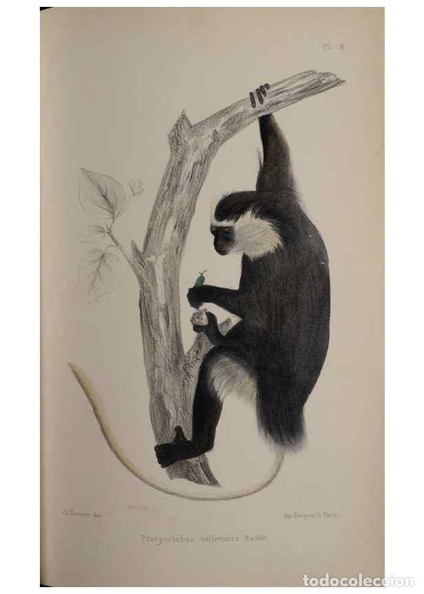 Sammeln von Zeitschriften und Zeitungen: Reproducci&oacute;n/Reproduction 49525391336: Faune de la S&eacute;n&eacute;gambie. Paris :O. Doin,1883-1887.. - Rochebru