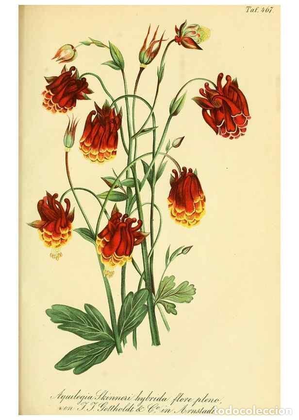 Sammeln von Zeitschriften und Zeitungen: Reproducci&oacute;n/Reproduction 49691166948: Gartenflora.. Erlangen :F. Enke,1852-1940.. - Deutsche Garten