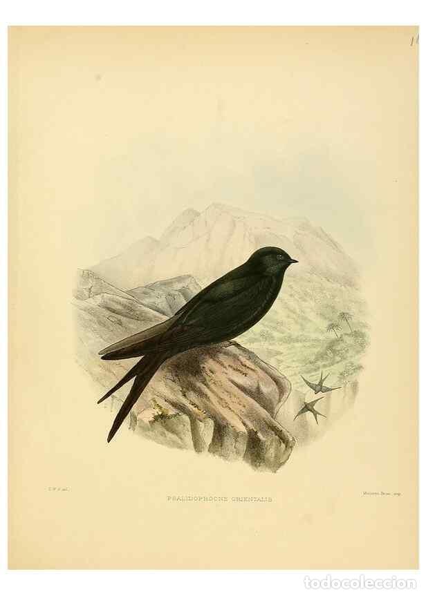 Sammeln von Zeitschriften und Zeitungen: Reproducci&oacute;n/Reproduction 49522649331: A monograph of the Hirundinidae or family of swallows. London