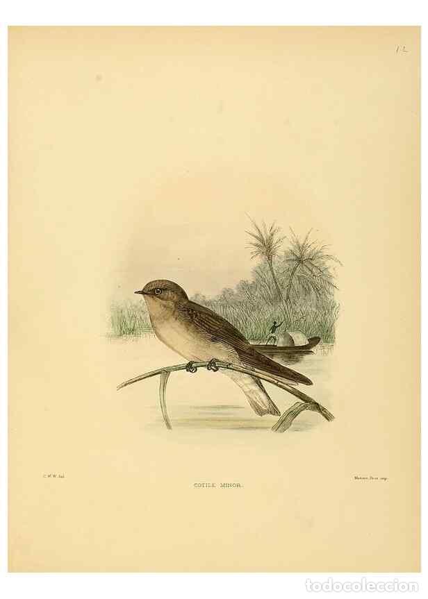 Sammeln von Zeitschriften und Zeitungen: Reproducci&oacute;n/Reproduction 49522624736: A monograph of the Hirundinidae or family of swallows. London