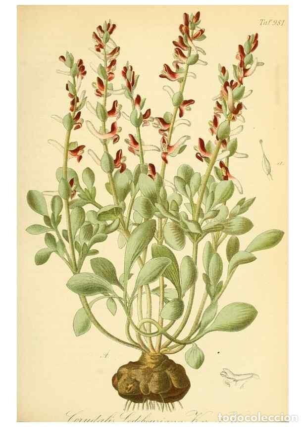 Sammeln von Zeitschriften und Zeitungen: Reproducci&oacute;n/Reproduction 49716612411: Gartenflora.. Erlangen :F. Enke,1852-1940.. - Deutsche Garten