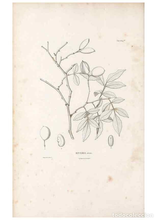 Sammeln von Zeitschriften und Zeitungen: Reproducci&oacute;n/Reproduction 49522067047: Nova genera et species plantarum :. Antverpiae :Ex officina C