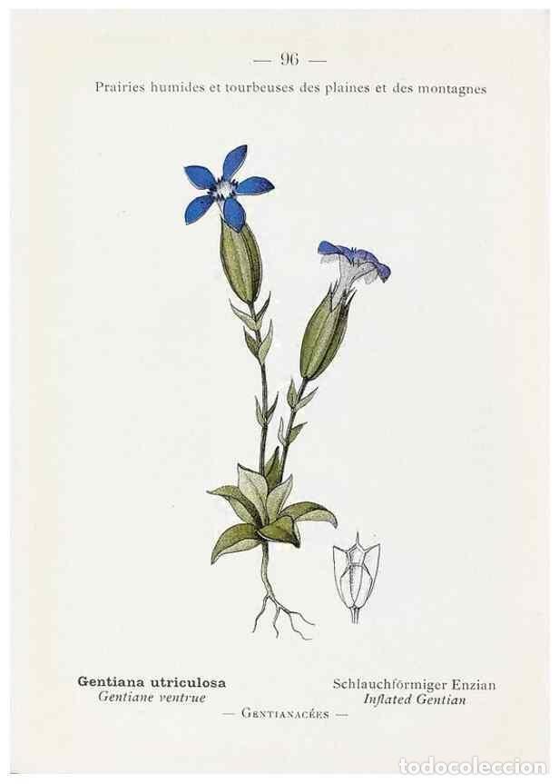 Sammeln von Zeitschriften und Zeitungen: Reproducci&oacute;n/Reproduction 49345545281: Nouvelle flore colori&eacute;e de poche des Alpes et des Pyr&eacute;n&eacute;es..