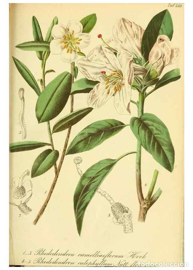 Sammeln von Zeitschriften und Zeitungen: Reproducci&oacute;n/Reproduction 49692007937: Gartenflora.. Erlangen :F. Enke,1852-1940.. - Deutsche Garten