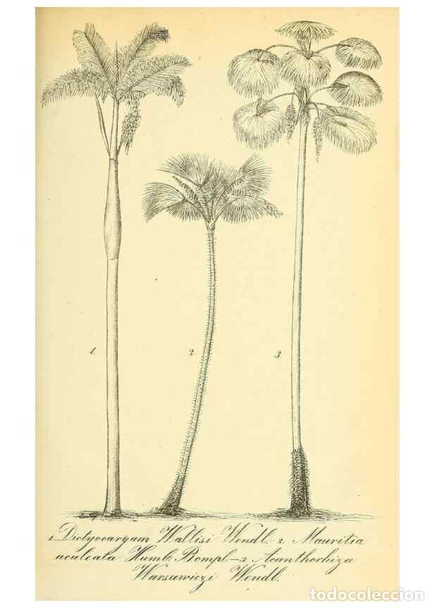 Sammeln von Zeitschriften und Zeitungen: Reproducci&oacute;n/Reproduction 49705907512: Gartenflora.. Erlangen :F. Enke,1852-1940.. - Deutsche Garten