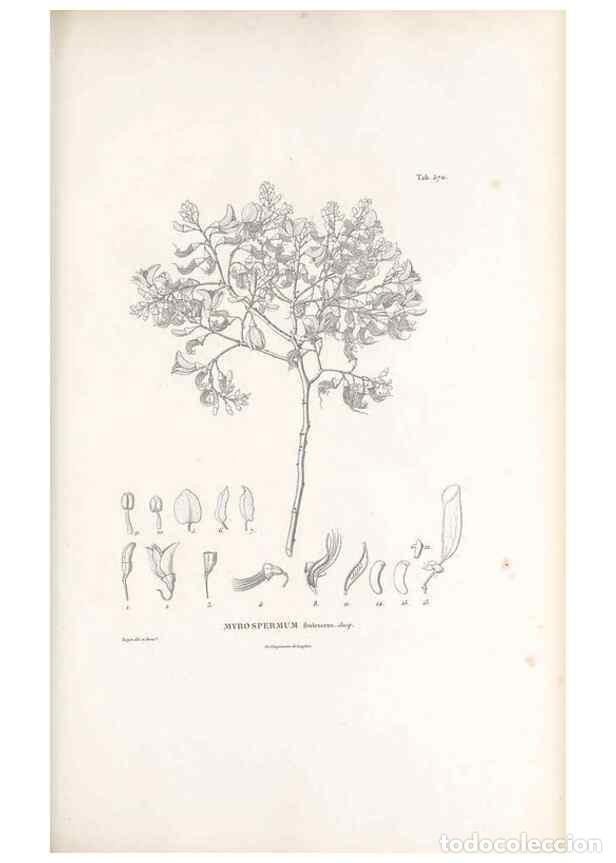 Colecionismo de Revistas e Jornais: Reproducci&oacute;n/Reproduction 49521259373: Nova genera et species plantarum :. Antverpiae :Ex officina C